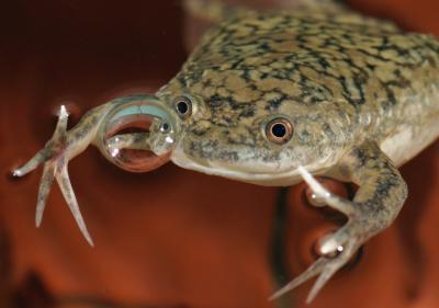 The South African Clawed Frog (<i>Xenopus laevis</i>)
