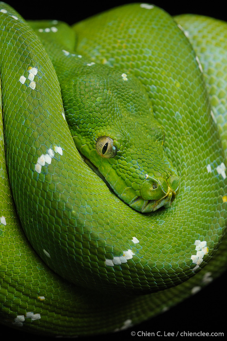 Green tree python