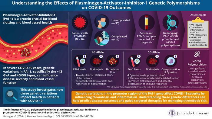 Impact of PAI-1 Genetic Variations on COVID-19 Outcomes