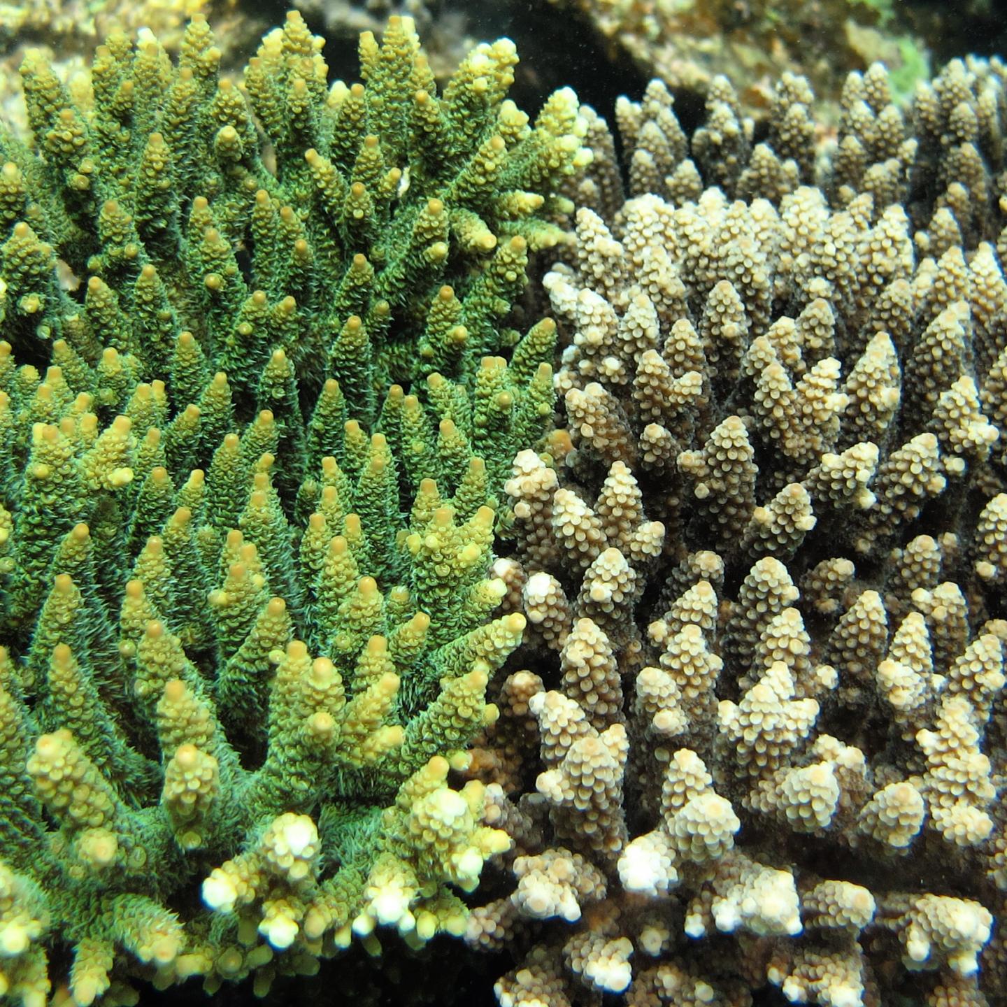 Regular Coral Larvae Supply from Neighboring Reefs Helps Degraded Reefs Recover