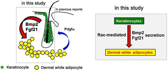 Signals from Skin Cells Control Fat Cell Specialization (Figure 1)