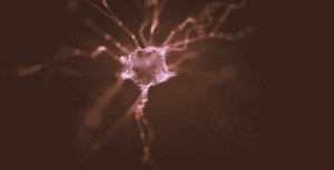 Neuron