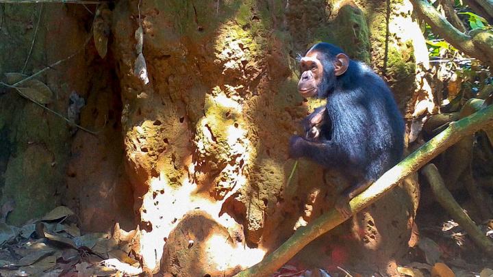 Juvenile Male Chimpanzee