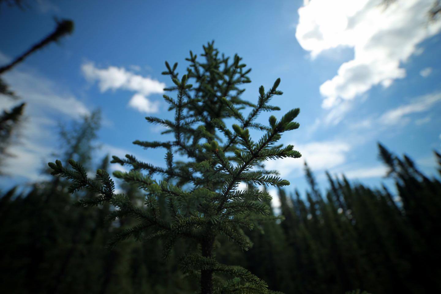 Eastern Black Spruce Trees May Be Resilient to Climate Change (1 of 6)