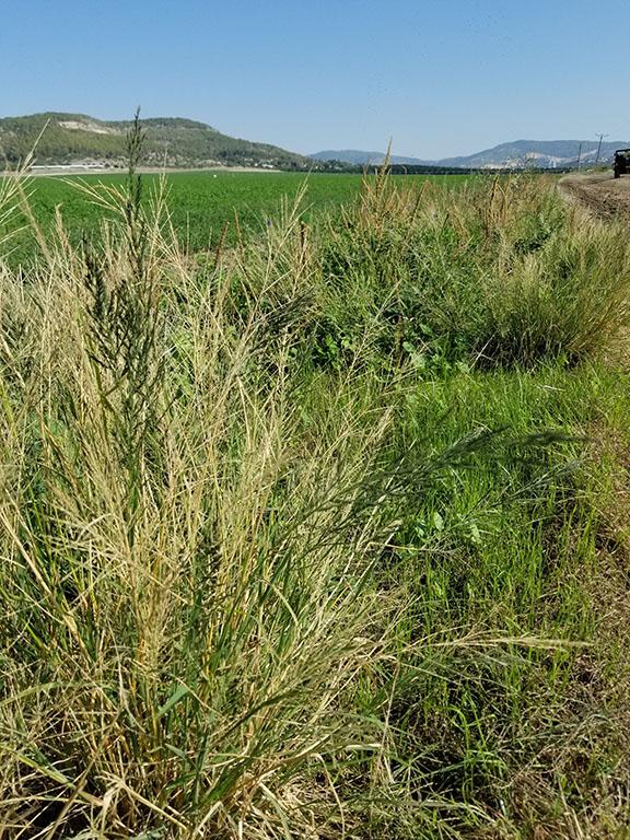 Weed Science Volume 68 - Issue 3 Leptochloa fusca