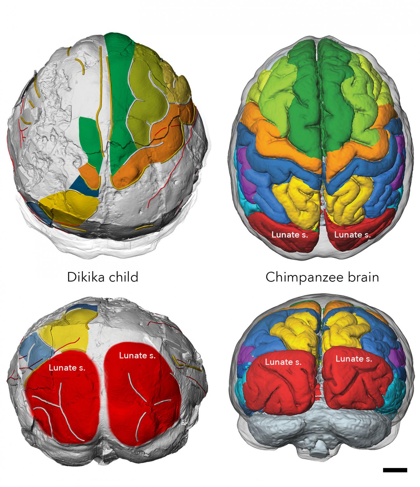 Australopithecus afarensis, ape-like brain organization