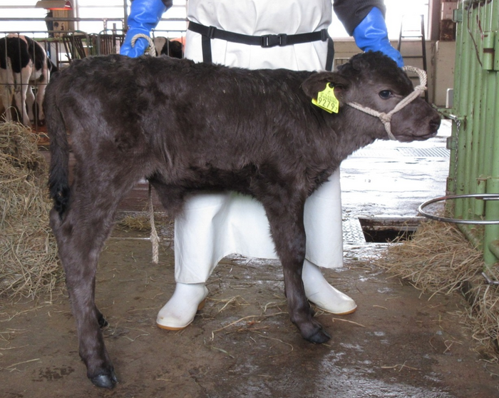 Calf named “Chromo” born from zygote with live-cell imaging of chromosome segregation