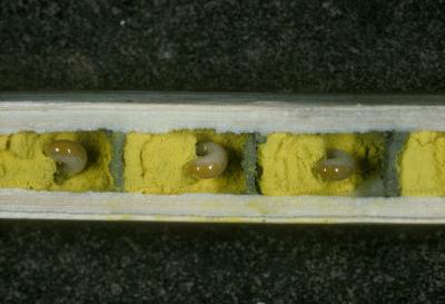 <I>Osmia bicornis</I> Brood Cells