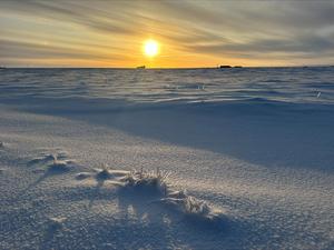 Arctic albedo