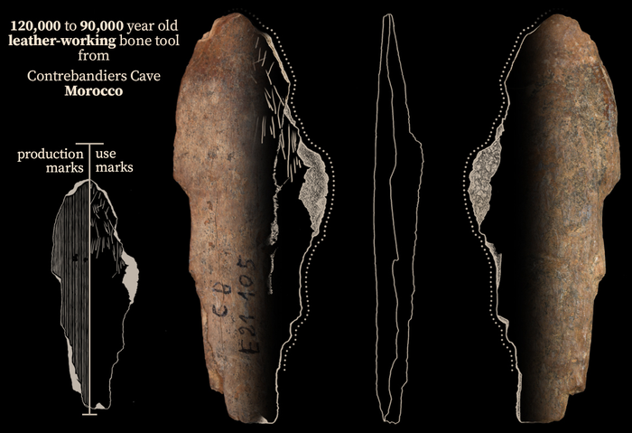 Bone tool used for leatherworking