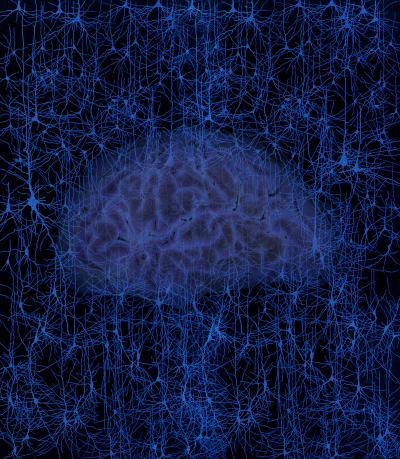 Towards an in Situ Model of the Human Brain