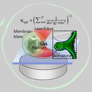 Thermal motions and oscillation modes determine the uptake of bacteria in cells