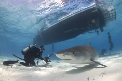 Sharks and Ecotourism