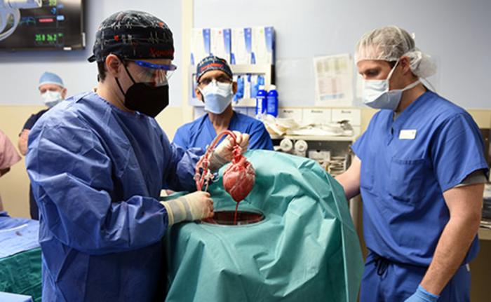 Surgeons prepare pig heart before transplant