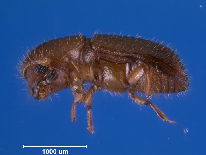 Female Xyleborus Affinis