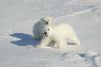 Polar Bears