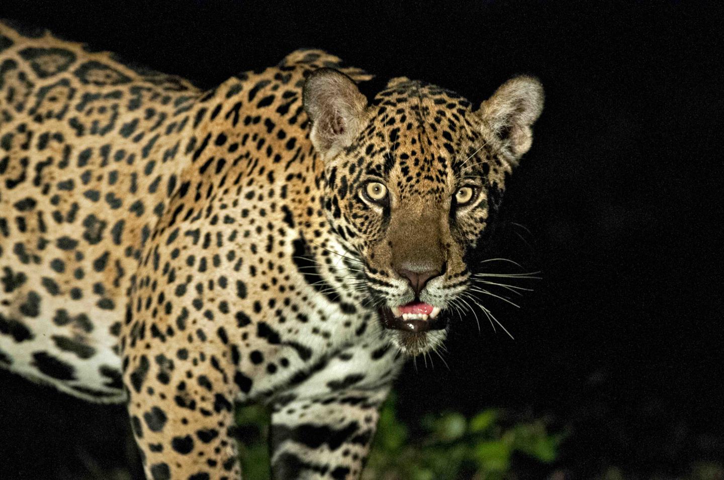 Jaguar, <I>Panthera onca</I>