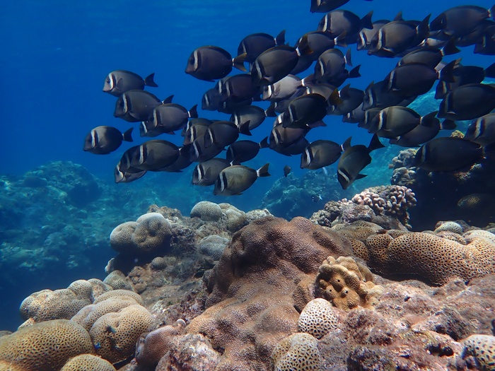 Coral reef of Pagan, CNMI