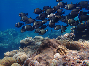 Coral reef of Pagan, CNMI