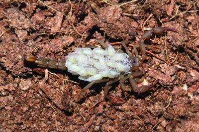 Female Scorpion