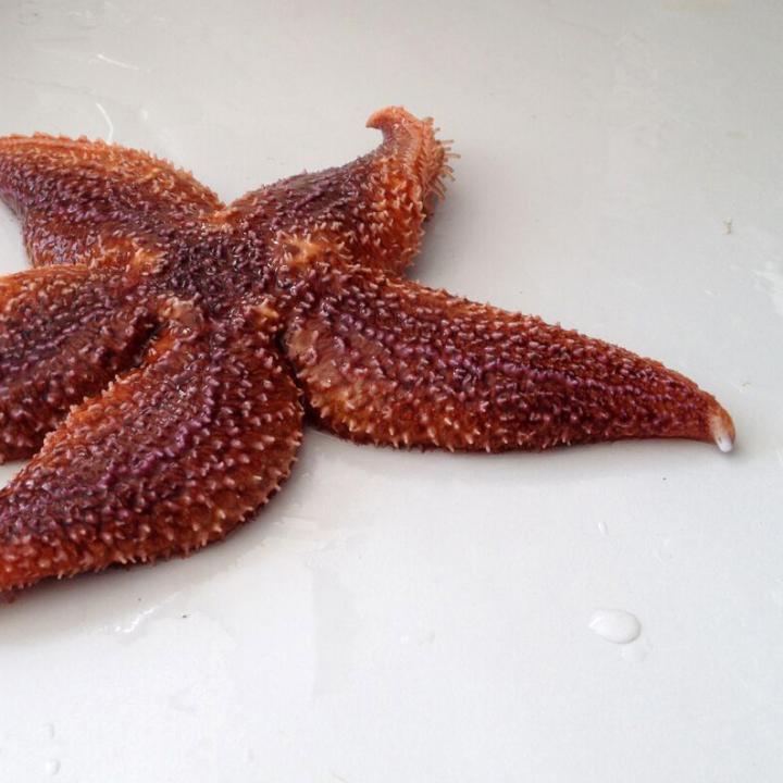Starfish (2 of 3)