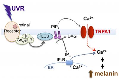 UV Radiation Response Pathway