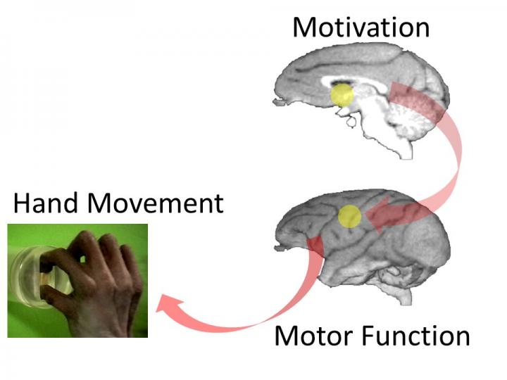 Activity of the Nucleus Accumbens Successfully Promotes Functional Recovery