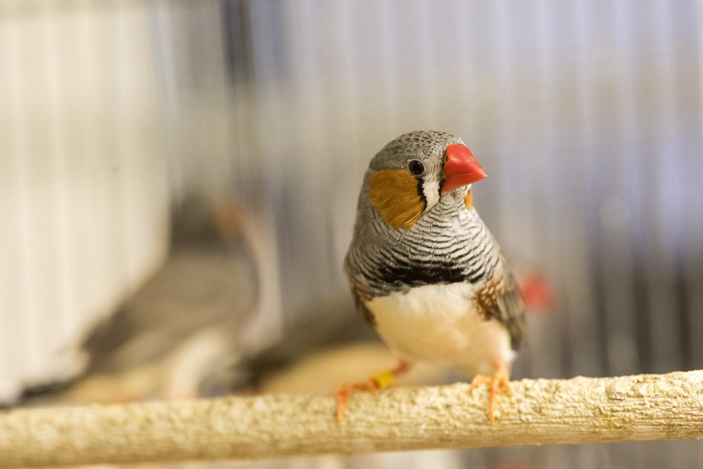 Help from Birds' Brains