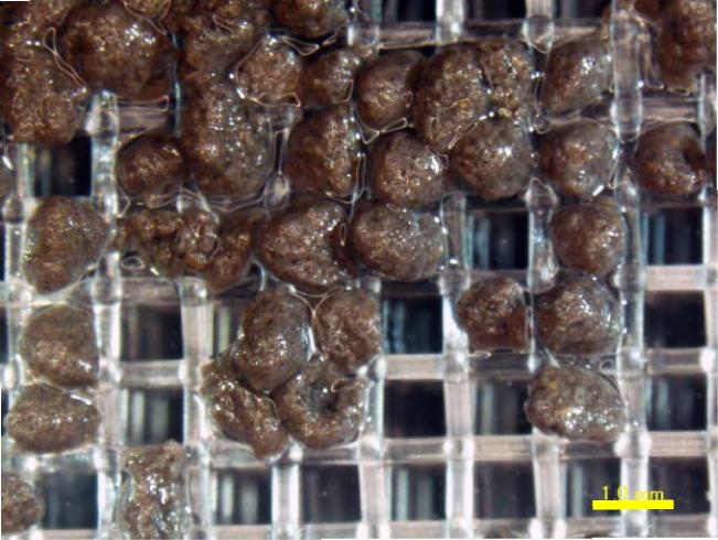 Cryoconite Granules