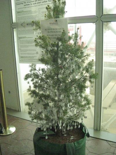 One of the Trees Studied