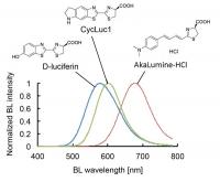 Bioluminescence Emission Spectra of D-luciferin, CycLuc1 or AkaLumine-HCl