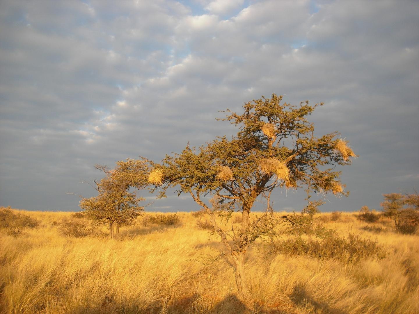 New study shows that precipitation will be essential for plants to counteract global warming