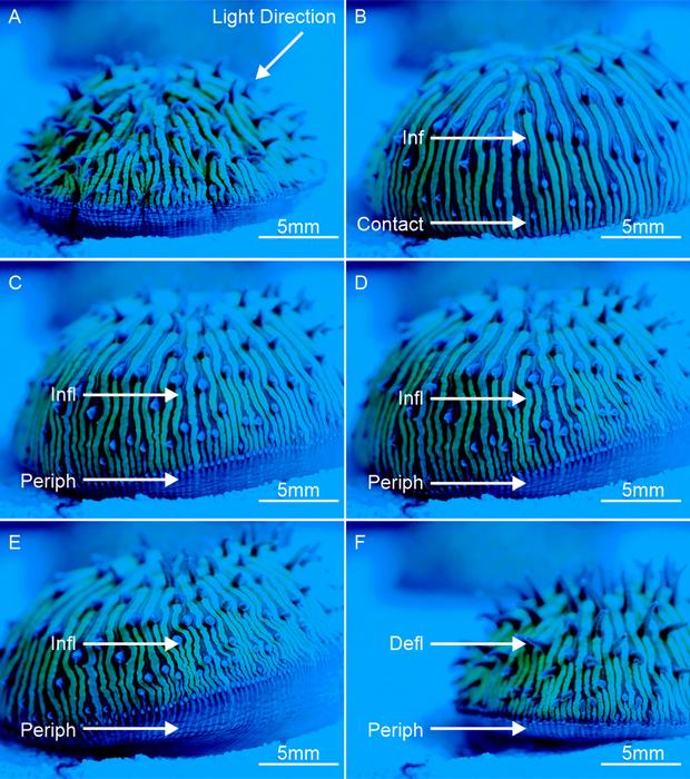 Walking coral: Complex phototactic mobility in the free-living coral Cycloseris cyclolites