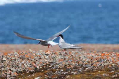 Arctic Terns