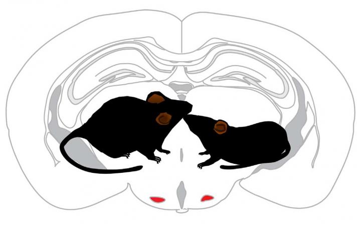 Regulating Male Mouse Social Interactions