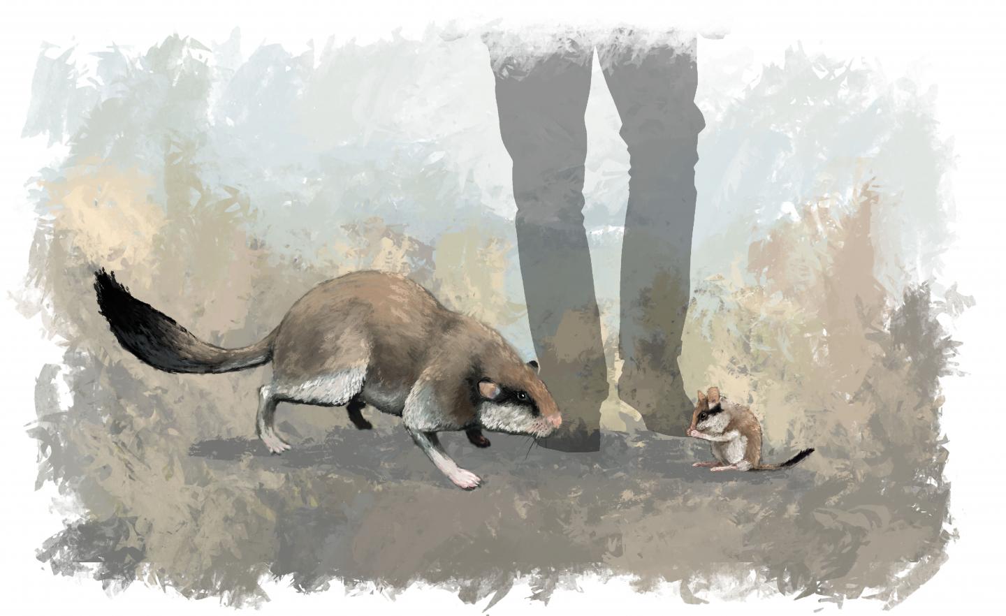 Artist's Impression of Giant Dormouse