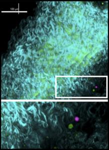 A new look at regulatory T cells