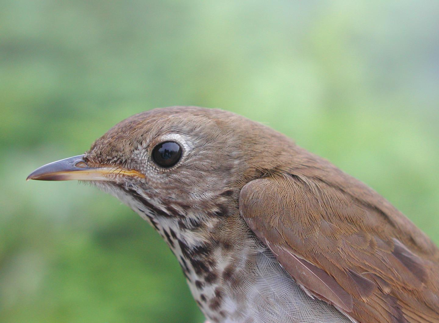 Bicknell's Thrush