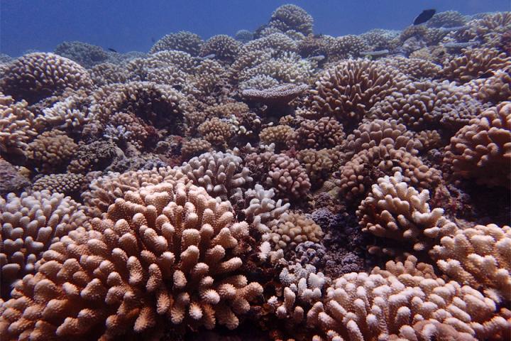 Unbleached coral