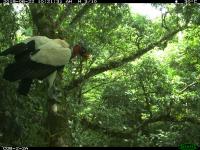 King Vulture