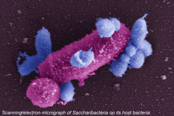 Scanning electron micrograph of Saccharibacteria on its host bacteria.