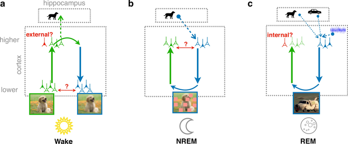 Cortical representation learning