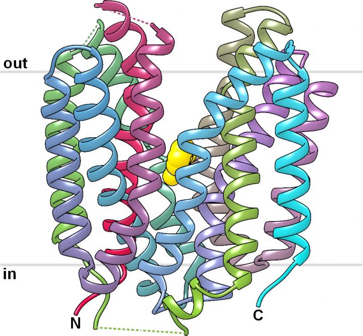 Structure of SfMCT