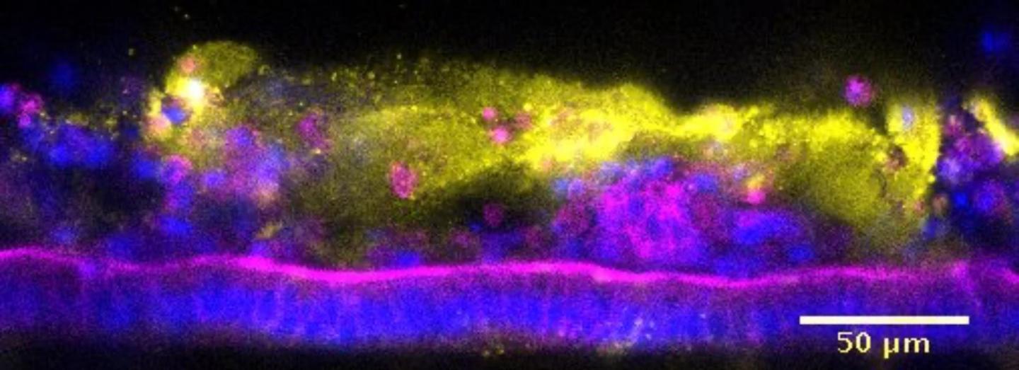 Cross section of a mouse Colon Chip