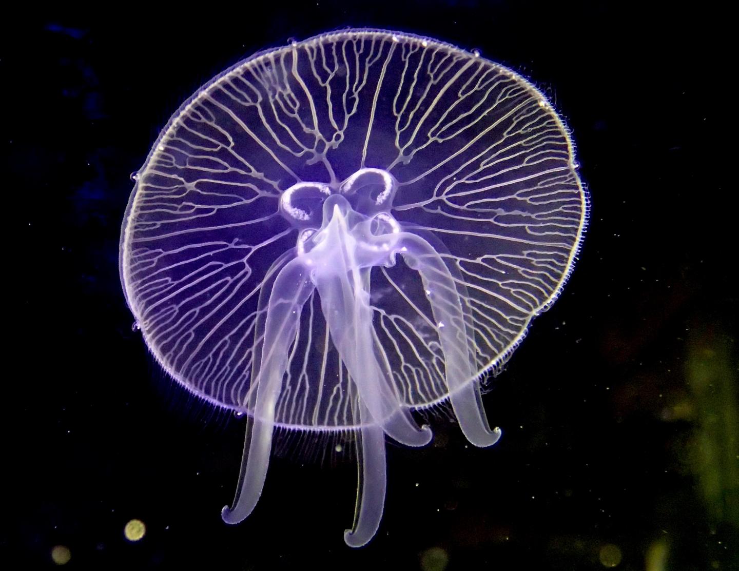 Moon Jelly (Aurelia aurita)