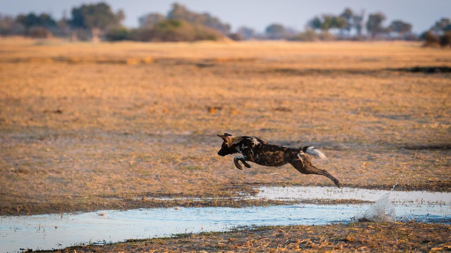 Wild dog jumping