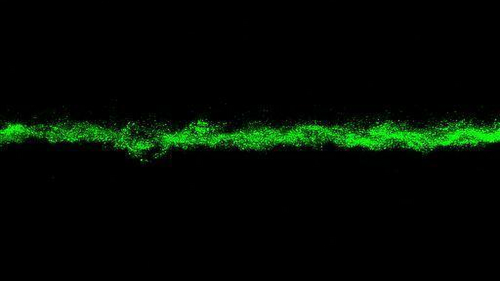 Bacterial growth