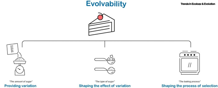 Cartoon showing the three types of mechanisms underlying evolvability