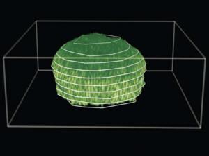 Three-dimensional reconstruction of a biofilm