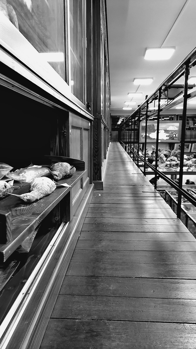 The bird skin collection of the Zoological Museum of Babeș Bolyai University